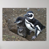 Magellanic Penguin Family ポスター (正面)
