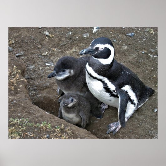 Magellanic Penguin Family ポスター (正面)