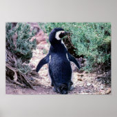 Magellanic Penguin in Peninsula Valdes - Argentina ポスター (正面)