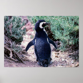 Magellanic Penguin in Peninsula Valdes - Argentina ポスター