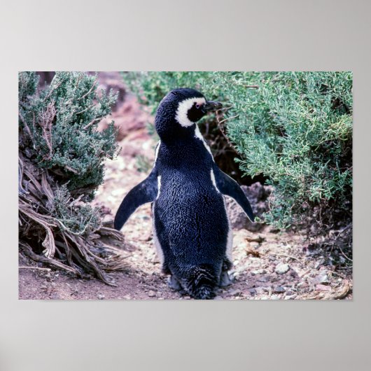 Magellanic Penguin in Peninsula Valdes - Argentina ポスター (正面)