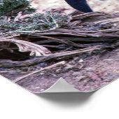 Magellanic Penguin in Peninsula Valdes - Argentina ポスター (角)