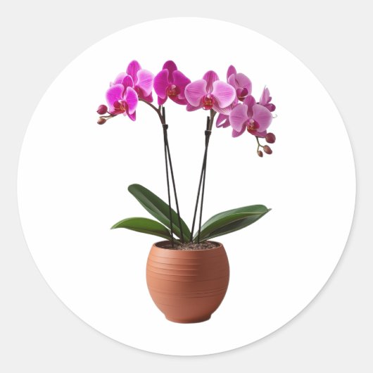 Magenta Blooming Orchid Flowers in a Pot  ラウンドシール (正面)