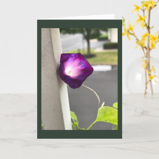 Magenta Morning Glory Blank カード (黄色い花)