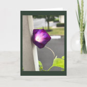 Magenta Morning Glory Blank カード (正面)