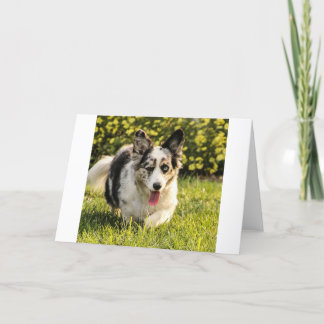 Maggie Mae カード