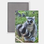 Magneet met ringstaartmaki – unieke dierenprint マグネット (正面/裏面)