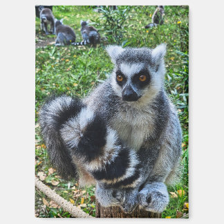 Magneet met ringstaartmaki – unieke dierenprint マグネット