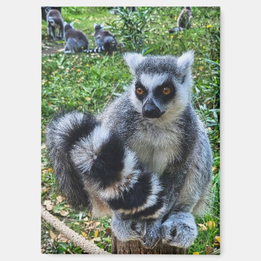 Magneet met ringstaartmaki – unieke dierenprint マグネット (正面)