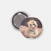 Magnet Adorable Terrier Puppy マグネット (正面/裏面)