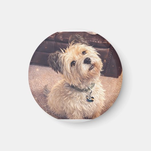 Magnet Adorable Terrier Puppy マグネット (正面)