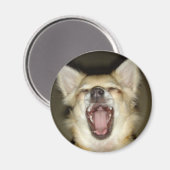 magnet chihuahua photo perso マグネット (正面/裏面)