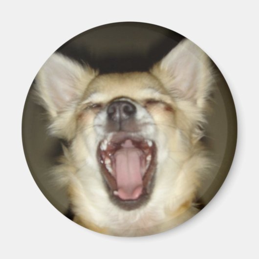 magnet chihuahua photo perso マグネット (正面)