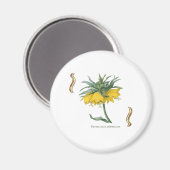 Magnet Fritillaria imperialis -couronne impériale マグネット (正面/裏面)