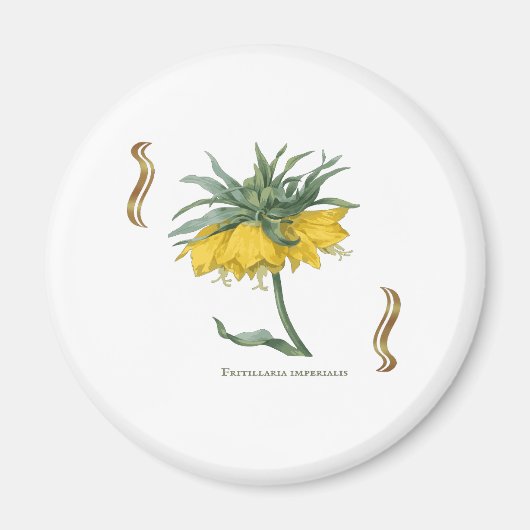 Magnet Fritillaria imperialis -couronne impériale マグネット (正面)