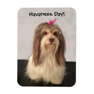 Magnet, HAVANESE DAY! by Nancy リー・ギャレット マグネット