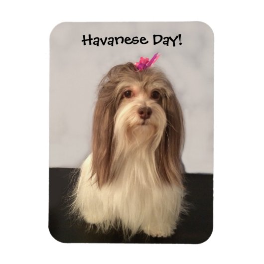 Magnet, HAVANESE DAY! by Nancy リー・ギャレット マグネット (縦)
