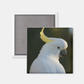 Magnet Kakadu マグネット (正面/裏面)