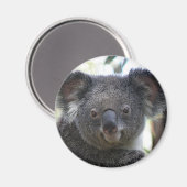 Magnet Koala Australia写真ZIZZAGO マグネット (正面/裏面)