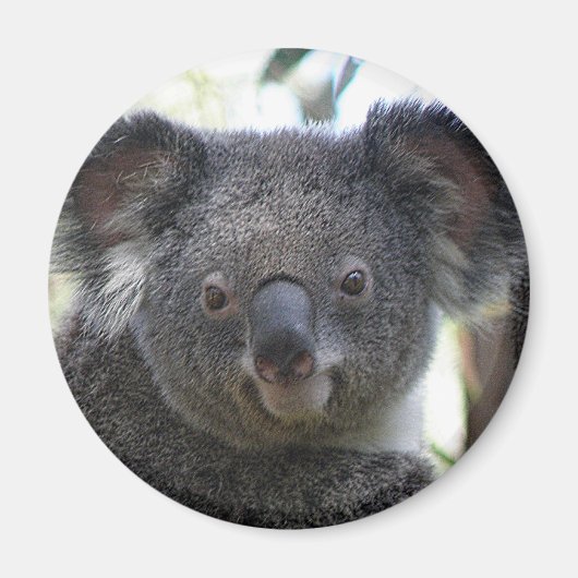 Magnet Koala Australia写真ZIZZAGO マグネット (正面)
