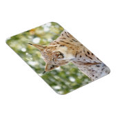Magnet Photo cat, lynx, animals 0133. マグネット (右側)
