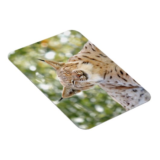 Magnet Photo cat, lynx, animals 0133. マグネット (右側)