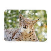 Magnet Photo cat, lynx, animals 0133. マグネット (横)