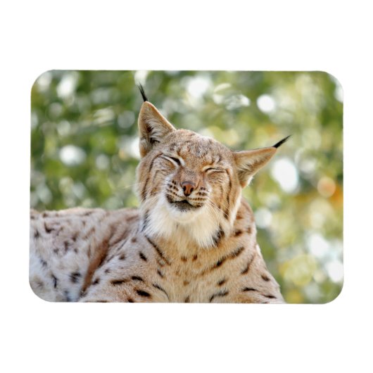 Magnet Photo cat, lynx, animals 0133. マグネット (横)
