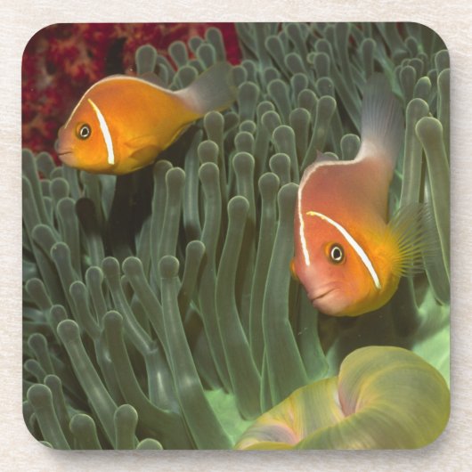MagnificantのいそぎんちゃくのピンクのAnemonefish コースター (正面)