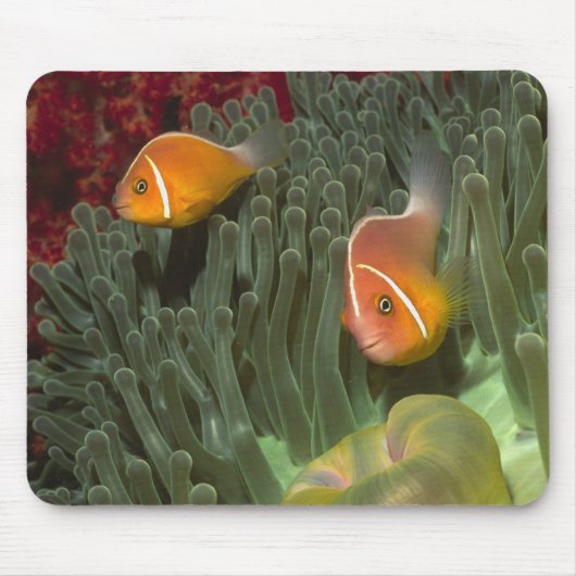 MagnificantのいそぎんちゃくのピンクのAnemonefish マウスパッド (正面)