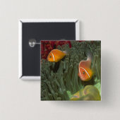 MagnificantのいそぎんちゃくのピンクのAnemonefish 缶バッジ (正面&裏面)