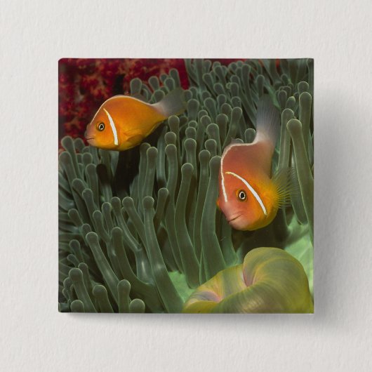 MagnificantのいそぎんちゃくのピンクのAnemonefish 缶バッジ (正面)