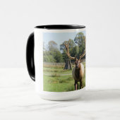 Magnificent Bull Elk Photo on 15oz combo mug マグカップ (正面左)