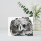 "Magnificent Harpy Eagle" ポストカード (スタンド正面)