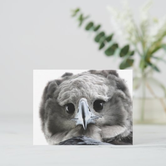 "Magnificent Harpy Eagle" ポストカード (スタンド正面)