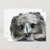 "Magnificent Harpy Eagle" ポストカード (正面/裏面)