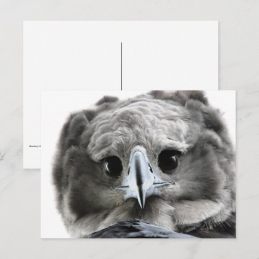"Magnificent Harpy Eagle" ポストカード (正面/裏面)