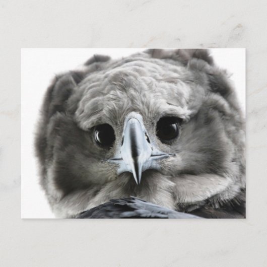 "Magnificent Harpy Eagle" ポストカード (正面)