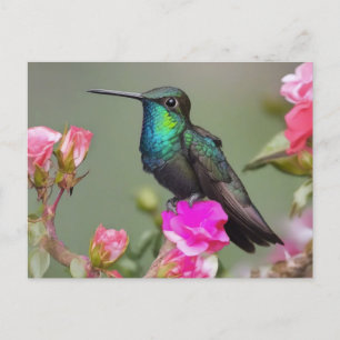 Magnificent Hummingbird at Rest ポストカード