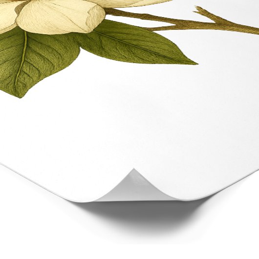 Magnolia – 貴族 ポスター (角)