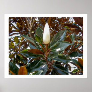 Magnolia Bud ポスター