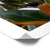 Magnolia Bud   ポスター (角)