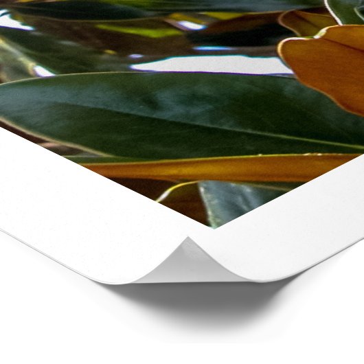 Magnolia Bud   ポスター (角)