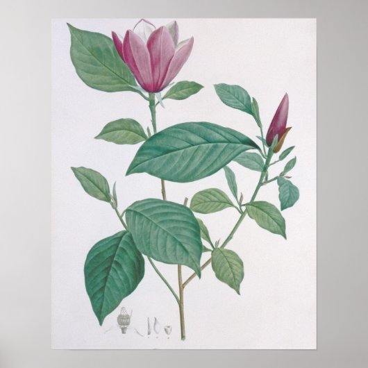 Magnolia discolor、Legrandによる彫刻（カラーライト） ポスター (正面)