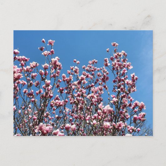 Magnolia Flowers Blue Sky Personalized ポストカード (正面)