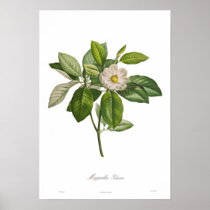 Magnolia glauca ポスター