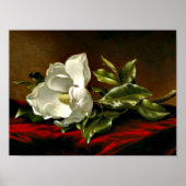 Magnolia Grandiflora-1895,_Martin Johnson Heade ポスター (正面)