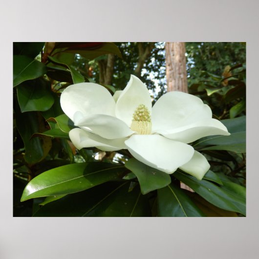 Magnolia Grandiflora Poster ポスター (正面)