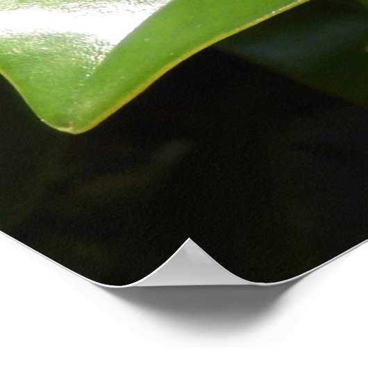 Magnolia Grandiflora Poster ポスター (角)