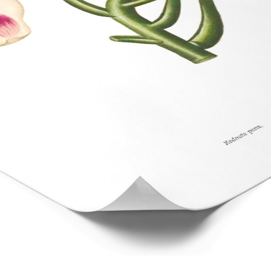 Magnolia macrophylla ポスター (角)